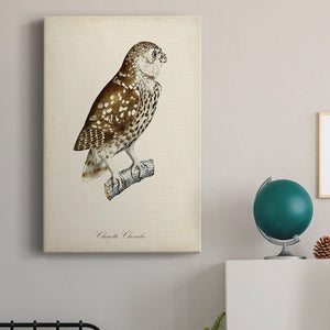 French Owls I Premium Gallery Wrapped Canvas - Ready to Hang
