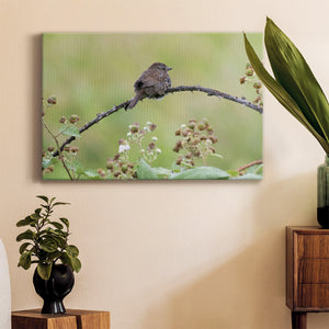 Resting Sparrow Premium Gallery Wrapped Canvas - Ready to Hang