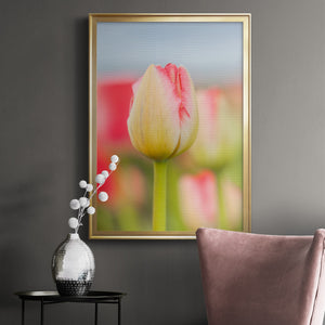 Twotone Tulip Premium Framed Print - Ready to Hang