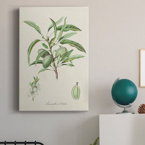 Antique Almond Botanical III Premium Gallery Wrapped Canvas - Ready to Hang