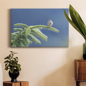 Evergreen Perch Premium Gallery Wrapped Canvas - Ready to Hang