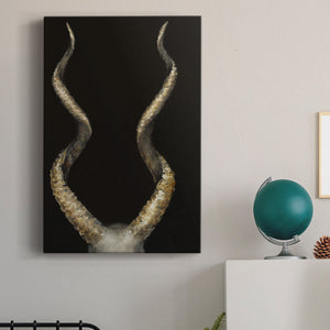 Spiral Antelope Horns Premium Gallery Wrapped Canvas - Ready to Hang