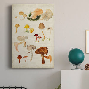 Mushroom Species XII Premium Gallery Wrapped Canvas - Ready to Hang