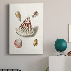 Pastel Knorr Shells VII Premium Gallery Wrapped Canvas - Ready to Hang