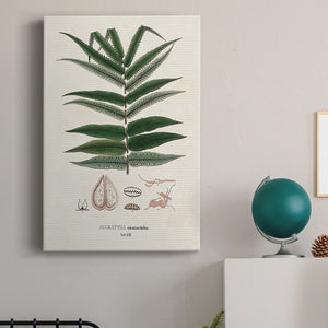 Botanical Society Ferns XII Premium Gallery Wrapped Canvas - Ready to Hang