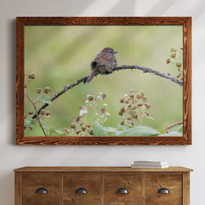 Resting Sparrow-Premium Framed Canvas - Ready to Hang