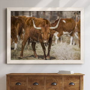 Longhorns-Premium Framed Canvas - Ready to Hang