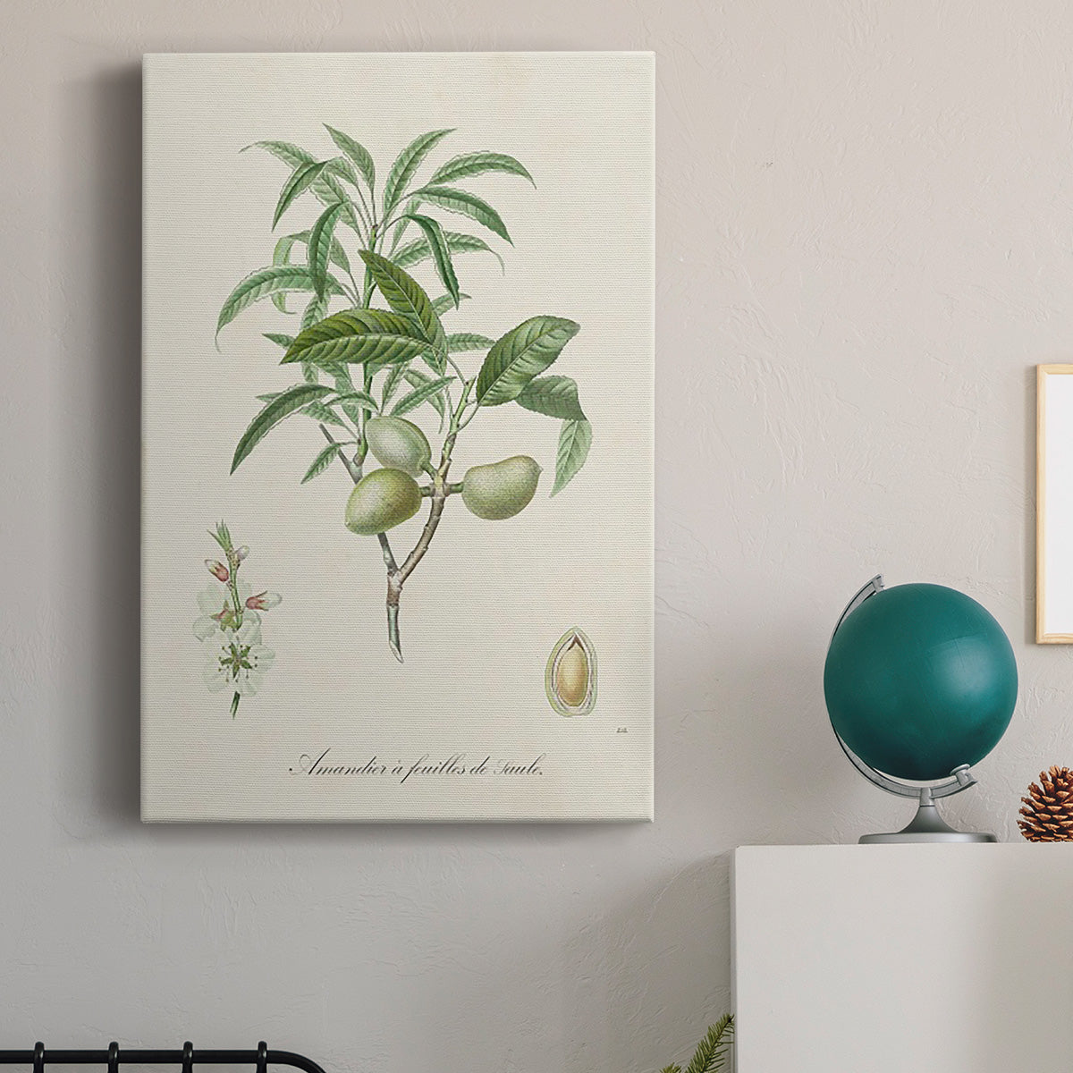 Antique Almond Botanical II Premium Gallery Wrapped Canvas - Ready to Hang