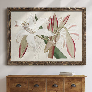 Amaryllis Varietals II-Premium Framed Canvas - Ready to Hang