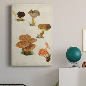 Mushroom Species V Premium Gallery Wrapped Canvas - Ready to Hang
