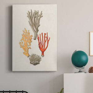 Knorr Shells & Coral IV Premium Gallery Wrapped Canvas - Ready to Hang