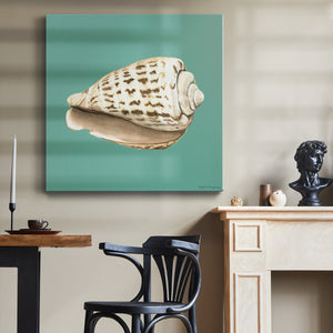 Shell on Aqua II-Premium Gallery Wrapped Canvas - Ready to Hang