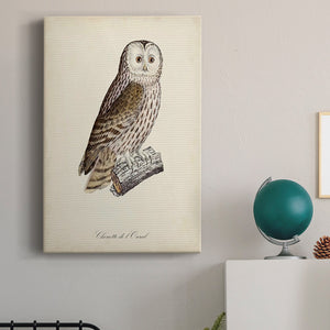 French Owls V Premium Gallery Wrapped Canvas - Ready to Hang