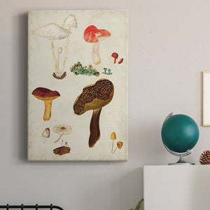 Mushroom Species XI Premium Gallery Wrapped Canvas - Ready to Hang