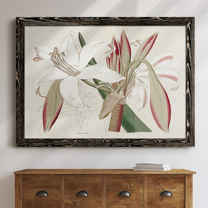 Amaryllis Varietals II-Premium Framed Canvas - Ready to Hang