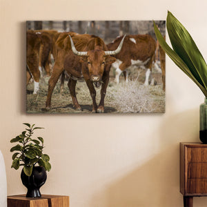 Longhorns Premium Gallery Wrapped Canvas - Ready to Hang