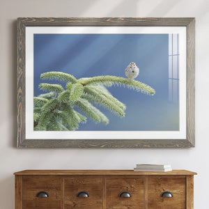 Evergreen Perch-Premium Framed Print - Ready to Hang