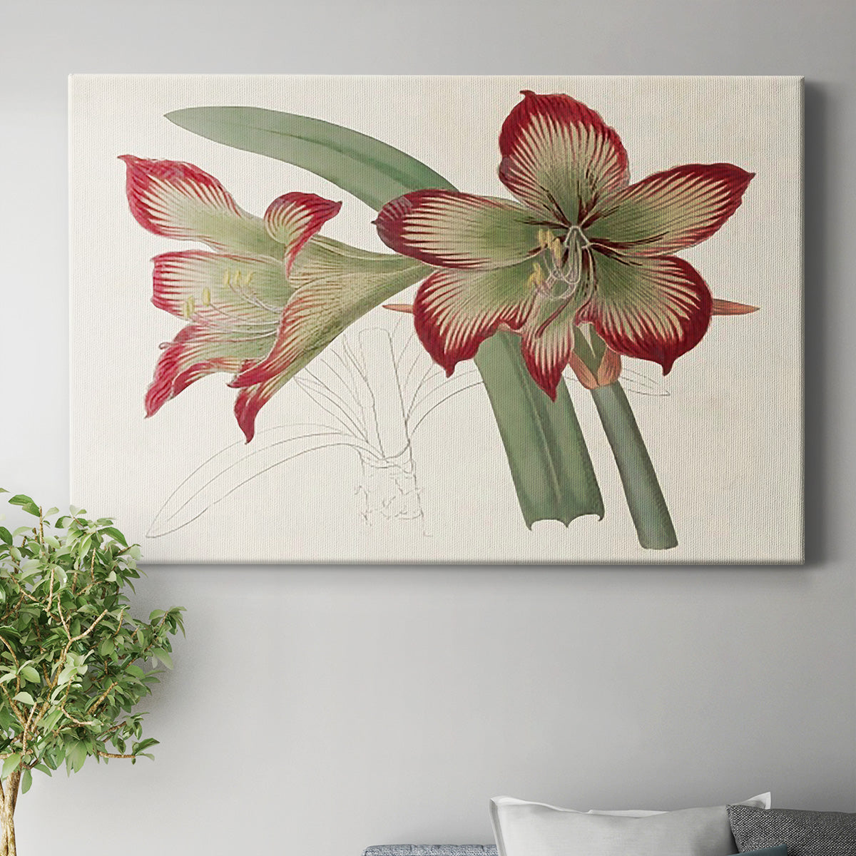 Amaryllis Varietals IV Premium Gallery Wrapped Canvas - Ready to Hang
