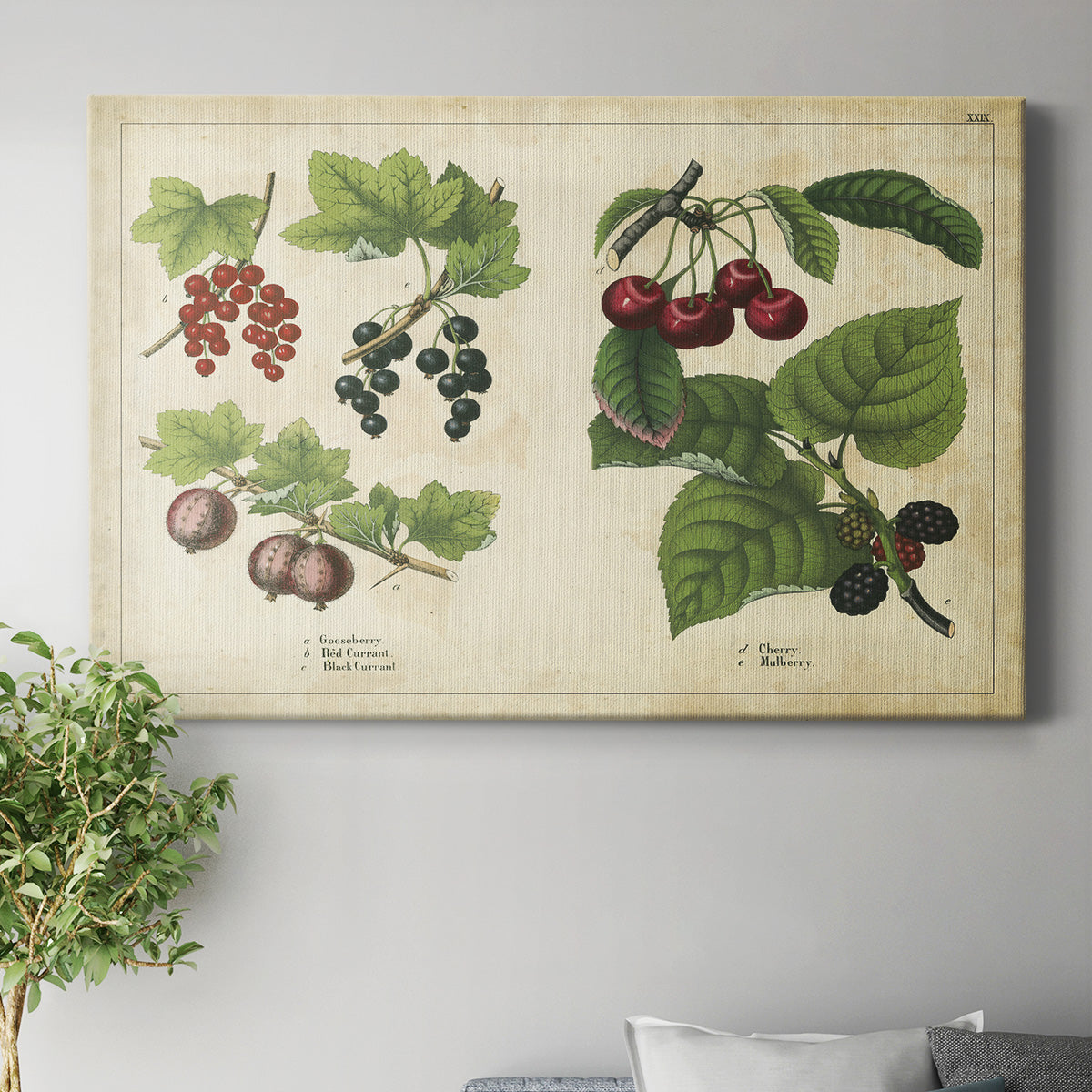 Kitchen Fruits III Premium Gallery Wrapped Canvas - Ready to Hang