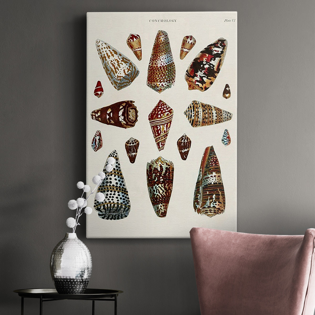 Spiral Shell Formation V Premium Gallery Wrapped Canvas - Ready to Hang