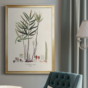 Botanical Society Ferns XI Premium Framed Print - Ready to Hang