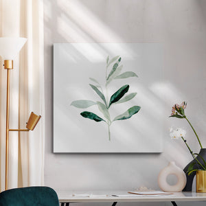 Summer Olive Branch II-Premium Gallery Wrapped Canvas - Ready to Hang