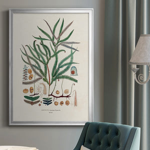 Botanical Society Ferns VII Premium Framed Print - Ready to Hang
