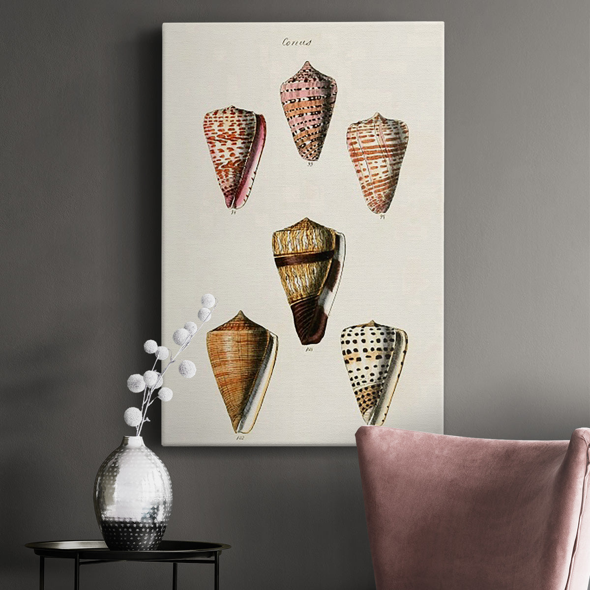 Cone Shell Collection IV Premium Gallery Wrapped Canvas - Ready to Hang