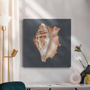 Shell on Slate IX-Premium Gallery Wrapped Canvas - Ready to Hang