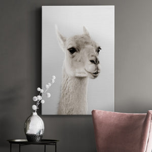 Soft Llama Premium Gallery Wrapped Canvas - Ready to Hang