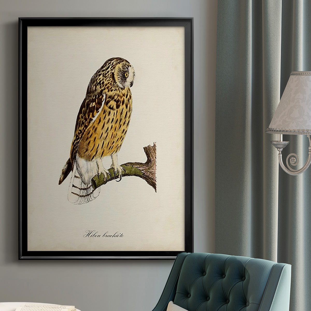 French Owls II Premium Framed Print - Ready to Hang