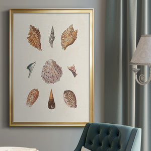 Knorr Shells & Coral VI Premium Framed Print - Ready to Hang