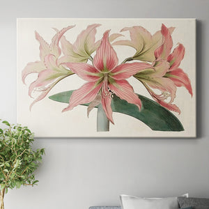 Amaryllis Varietals I Premium Gallery Wrapped Canvas - Ready to Hang