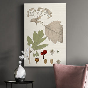 Leaves & Berries II Premium Gallery Wrapped Canvas - Ready to Hang