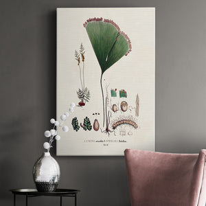 Botanical Society Ferns IX Premium Gallery Wrapped Canvas - Ready to Hang