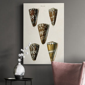 Cone Shell Collection V Premium Gallery Wrapped Canvas - Ready to Hang