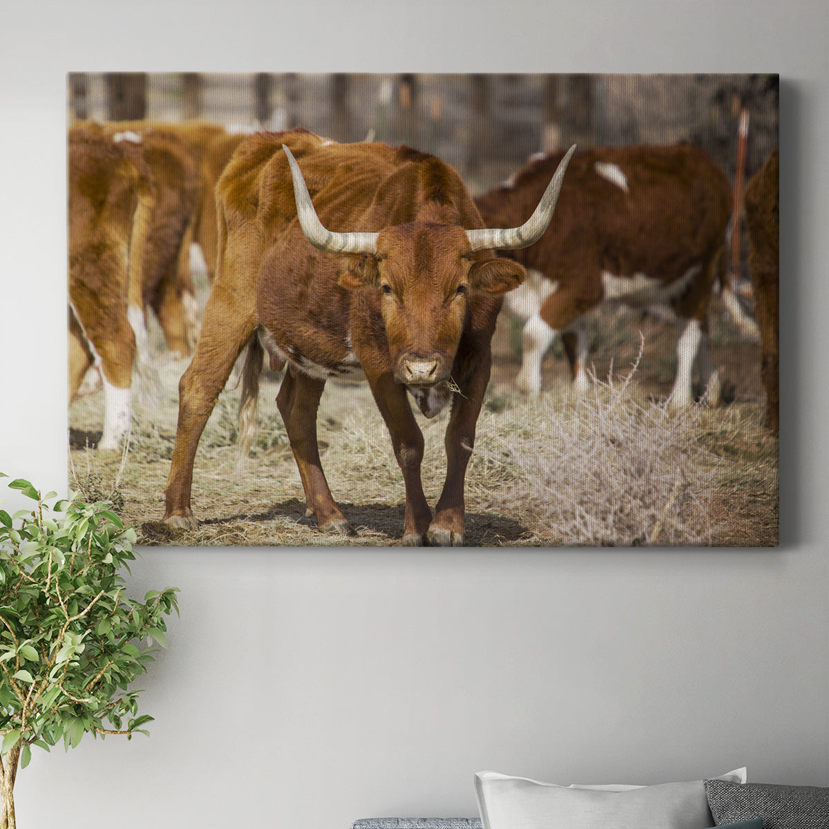 Longhorns Premium Gallery Wrapped Canvas - Ready to Hang