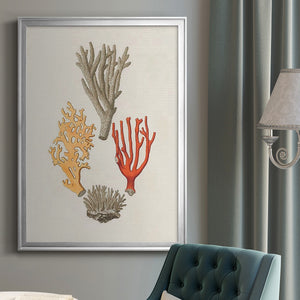 Knorr Shells & Coral IV Premium Framed Print - Ready to Hang