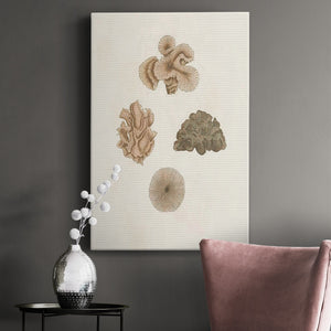 Knorr Shells & Coral VIII Premium Gallery Wrapped Canvas - Ready to Hang