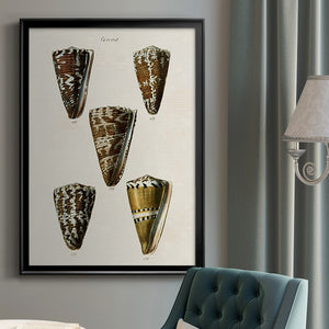 Cone Shell Collection V Premium Framed Print - Ready to Hang