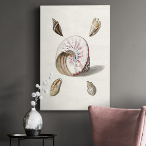 Pastel Knorr Shells II Premium Gallery Wrapped Canvas - Ready to Hang