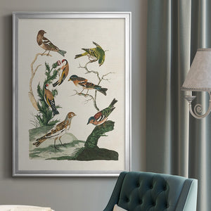 Antique Birds in Nature I Premium Framed Print - Ready to Hang