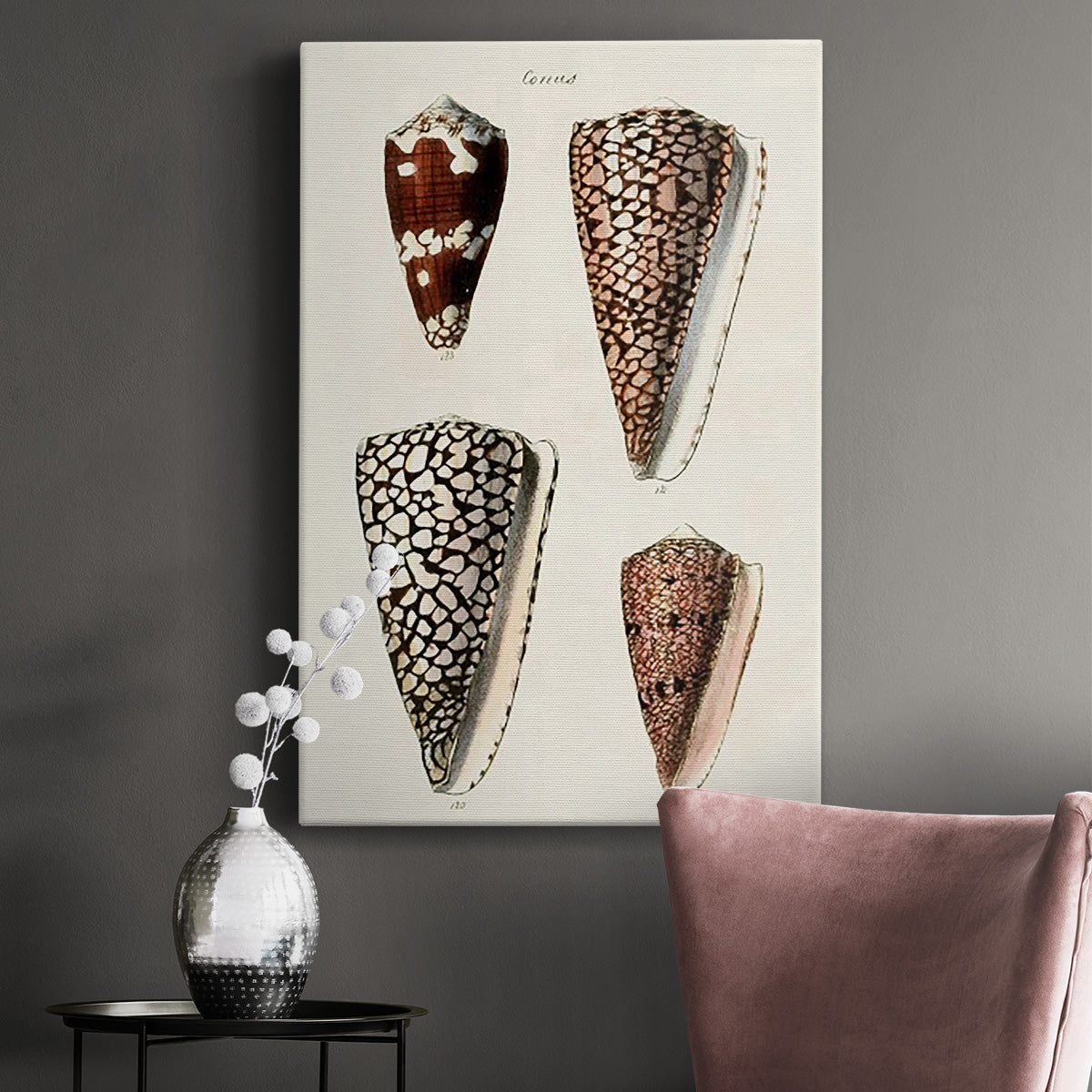 Cone Shell Collection I Premium Gallery Wrapped Canvas - Ready to Hang