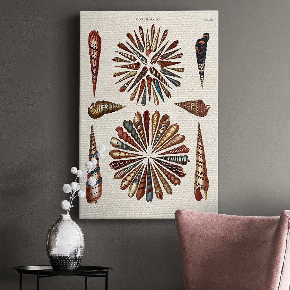 Spiral Shell Formation III Premium Gallery Wrapped Canvas - Ready to Hang