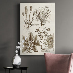 Sepia Botanical Journal VII Premium Gallery Wrapped Canvas - Ready to Hang