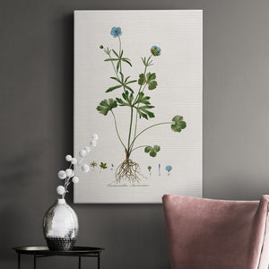 Buttercup Study Premium Gallery Wrapped Canvas - Ready to Hang
