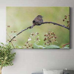 Resting Sparrow Premium Gallery Wrapped Canvas - Ready to Hang