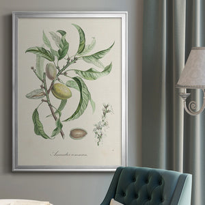 Antique Almond Botanical IV Premium Framed Print - Ready to Hang