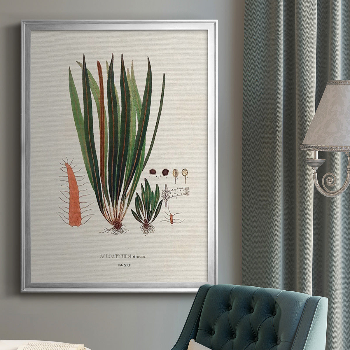 Botanical Society Ferns V Premium Framed Print - Ready to Hang
