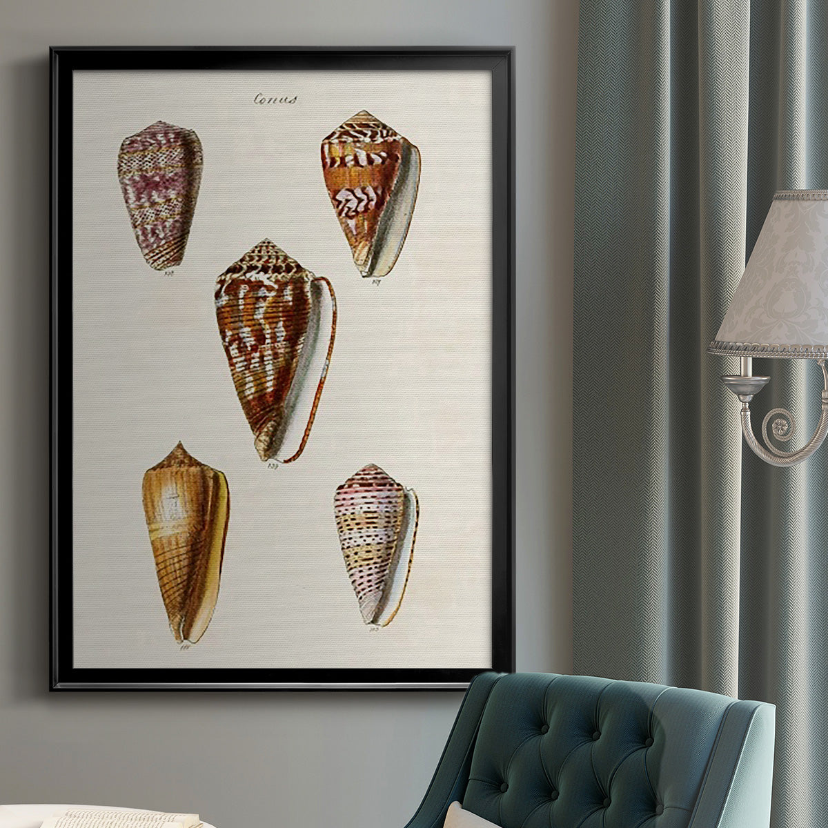 Cone Shell Collection VI Premium Framed Print - Ready to Hang